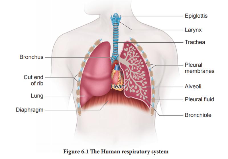 Akciğer Apsesi Ölümcül Olabilir mi?