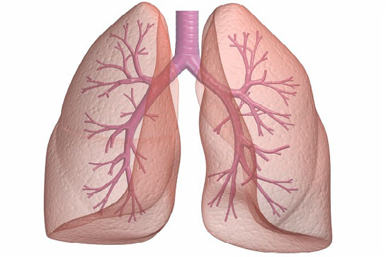 Akciğer Görevi