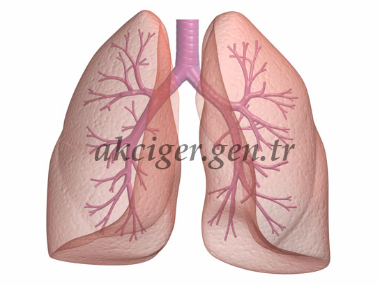 Akciğer Kanserinin Nedenleri
