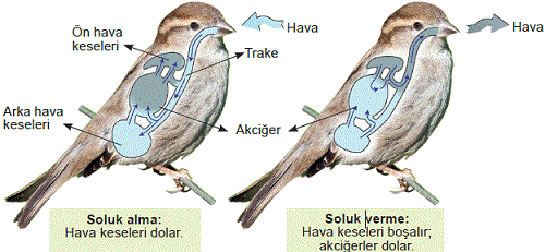 Akcier Solunumu